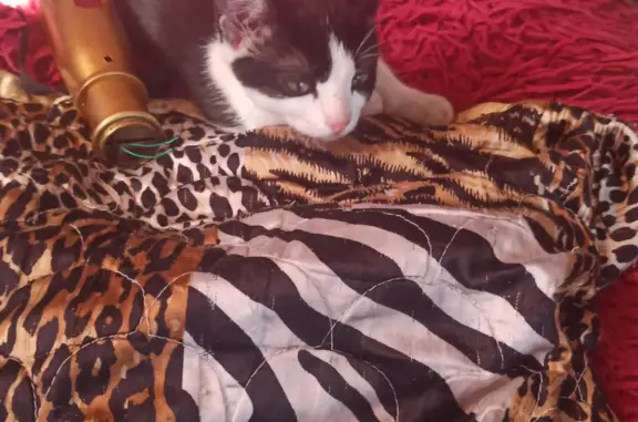 Пропала кошка Симба в Новосибирске