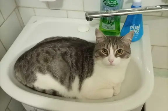 Кошки потеряшки, Санкт-Петербург, фото: Потеряшка кот в Санкт-Петербурге, бело-серого окраса, возраст 2 года