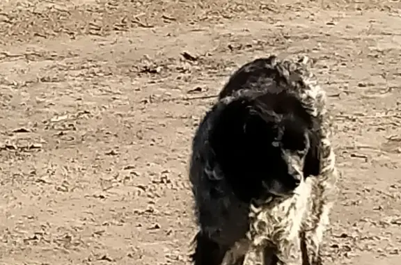 Найдена собака в Омске - черно-белый спаниель, фото прилагается