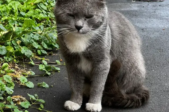 Пропала кошка Котик на ул. Островитянова, Москва