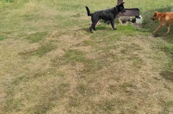 Найдена чёрная собака в Урюш-Битуллинском сельсовете