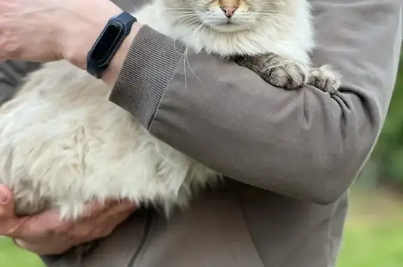 Пропала кошка в деревне Веретенки, Московская область