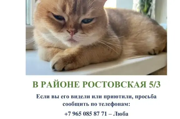 Пропала кошка Мальчик на Ростовской ул., 5к3, Шушары
