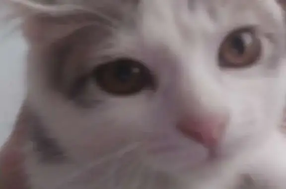 Кошки потеряшки, Тамбов, фото: Потеряшкаи кошка и кот, помогите найти! Советская улица, 119, Тамбов