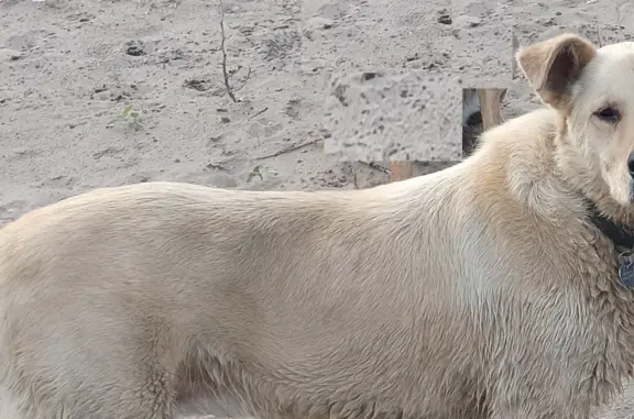 Пропала собака Маша в районе Речного порта, Самара