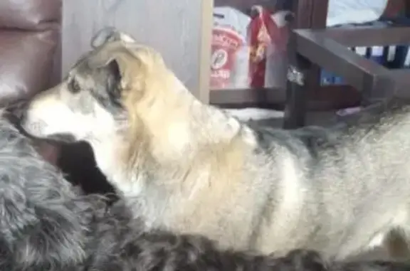 Собаки потеряшки, Санкт-Петербург, фото: Потеряшка собака Кобель, метис с лайкой, окрас пегий, 4-я аллея, Санкт-Петербург