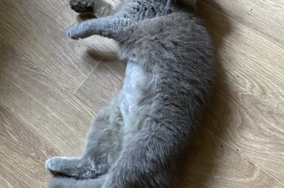 Кошки потеряшки, Киров, фото: Потеряшка серая кошка, ул. Горького 35, Киров