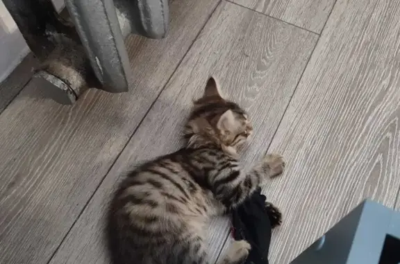 Найдена кошка Кошечка возраст 2-3 мес, ул. Свердлова, 24, Камышловский городской округ