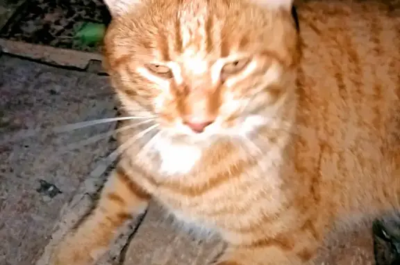 Найдена рыжая кошка около ул. Зеленой, Каликино