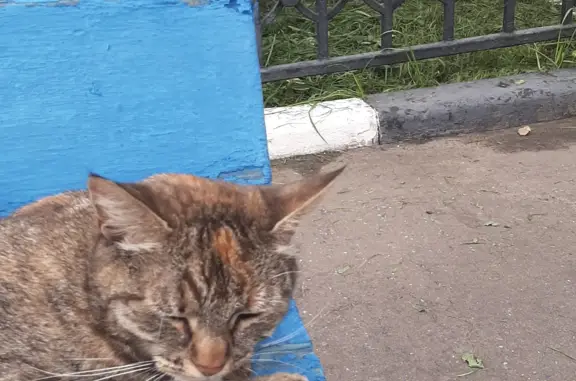 Найдена кошка на ул. Радио, 11 с1, Москва