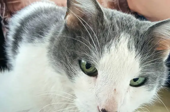 Найден худой кот с зелеными глазами, Кусинское сельское поселение