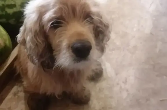 Найдена рыжая собака Кокер спаниель возле магазина на Шоссейной улице