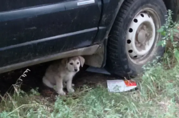Найдена собака на Советской улице, Новотроицк