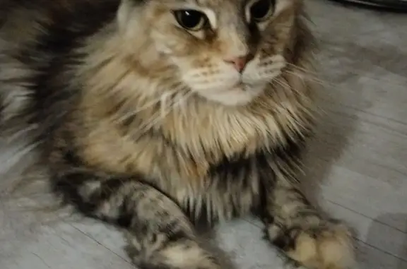 Пропала кошка в Сургуте, СОК Прибрежный 1