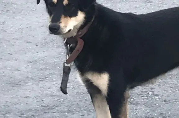 Собака Пугливый(ая) найдена на Р-242, Екатеринбург