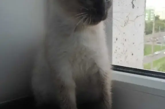 Найдена кошка Котенка на ул. Рылеева, Тамбов