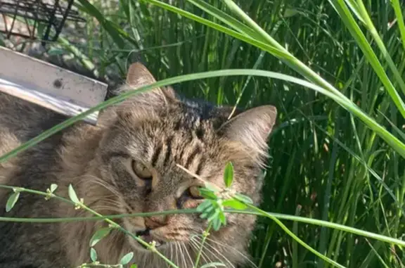 Кошки потеряшки, Новосибирск, фото: Потеряшка кошка, Крупный кот, Озёрная ул., 49, Новосибирск