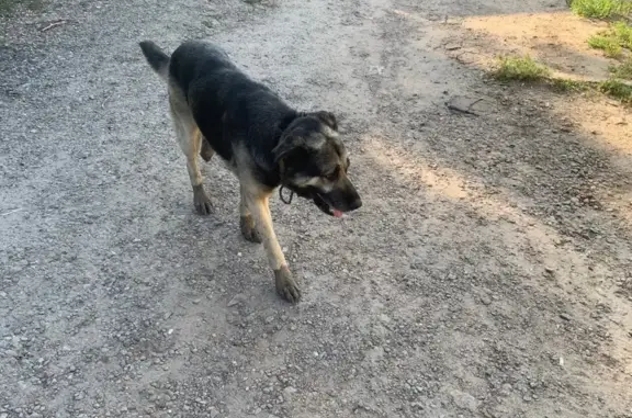 Собака найдена в районе Міжнародна, Луганск