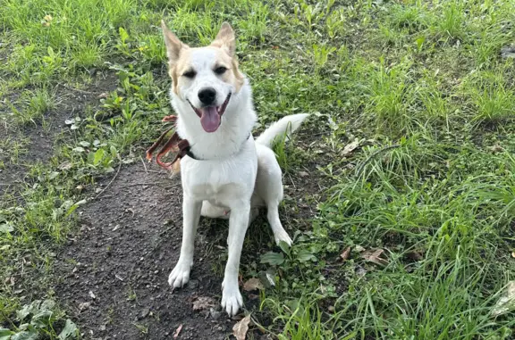 Найдена собака, Санкт-Петербург, фото: Найдена собака на Спортивной улице, Санкт-Петербург