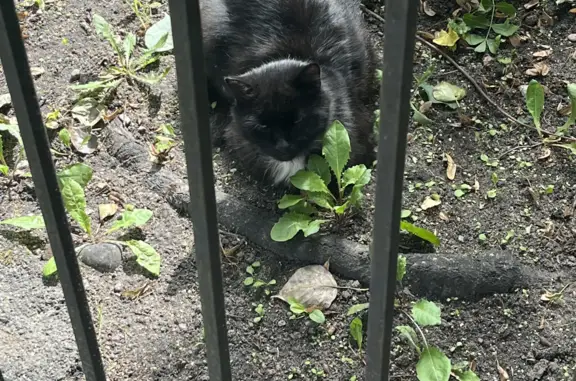 Найдена кошка, Калининград