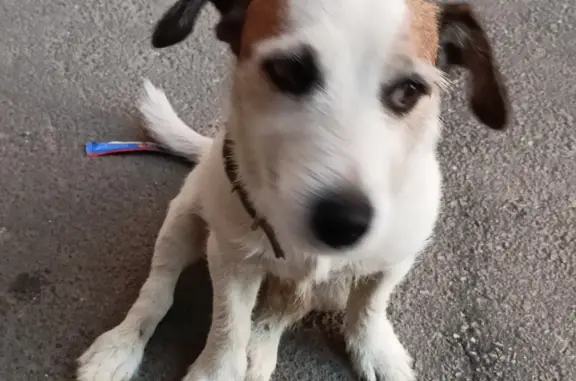Найдена собака возле дома на Маяковского, 62, Калуга