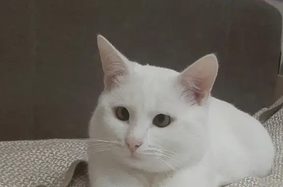 Пропала белая кошка на ул. Ленина, 44, Красноуральск