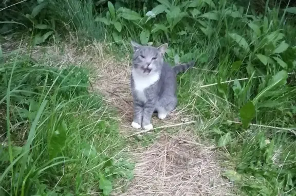 Потеряшка кошка найдена в Орехово-Зуево