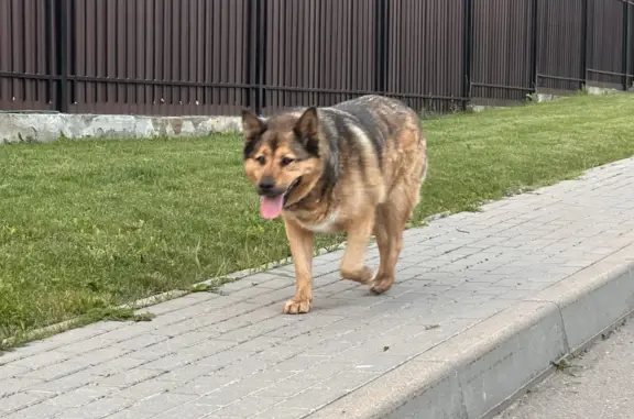 Собака найдена в Деревне Падиково, Истринский район