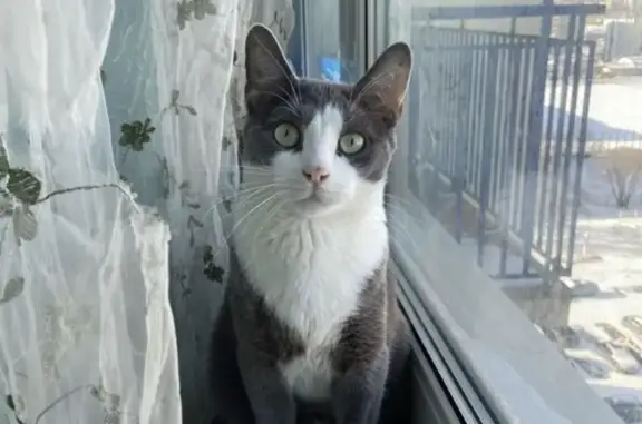 Кошки потеряшки, Санкт-Петербург, фото: Потеряшка кошка Стич, адрес: ул. Брянцева 22, СПб