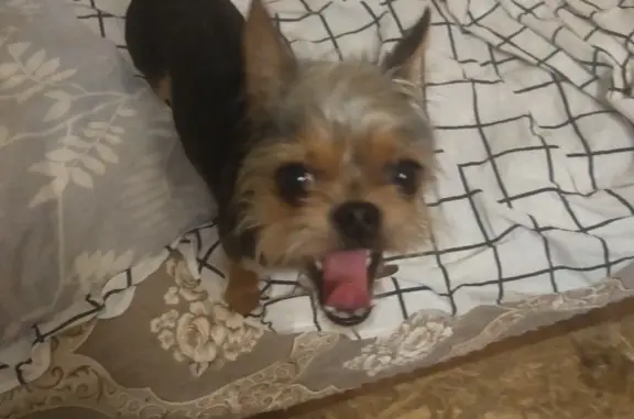 Найдена собака, Волгодонск, фото: Потерян маленький дружелюбный йоркширский терьер, Морская улица, 38, Волгодонск