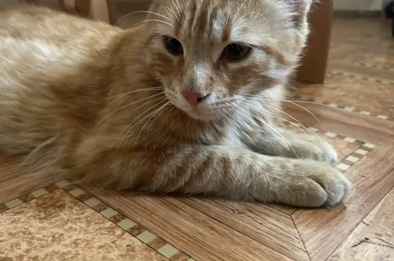 Найдена рыжая кошка на пр. Космонавтов, 17, Ростов-на-Дону