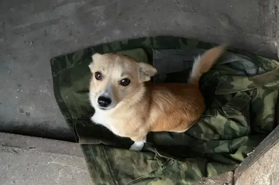 Собака найдена в Полесском районе, деревня Междулесье, Калининградская область