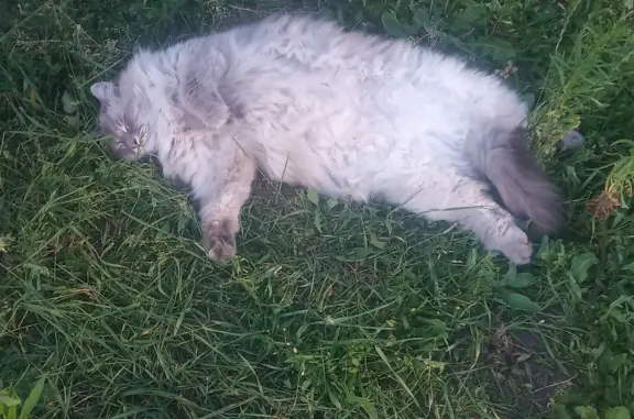 Пропала кошка в районе 36 школы, ул. Ермакова, 30, Брянск