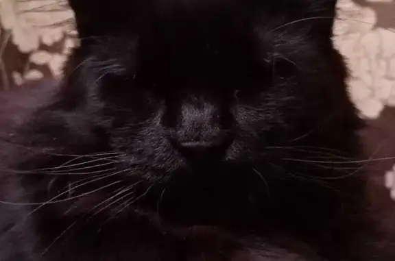 Пропала кошка Мейн-кун, чёрного цвета, Лукаши