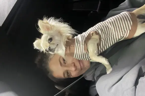 Собаки потеряшки, Санкт-Петербург, фото: Потеряшка девочка чихуахуа на Северной дороге, СПб