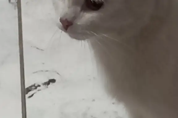 Найдена кошка на ул. Свердлова, Красноярск