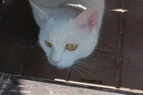 Пропала кошка Белый кот, ул. Братьев Волковых