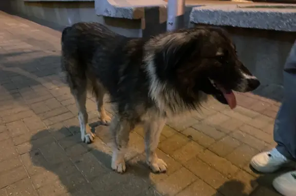 Потерянная собака на пр. Карла Маркса, 80, Ставрополь