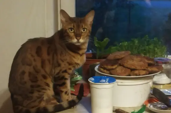 Кошки потеряшки, Санкт-Петербург, фото: Потеряшка кошка на ул. Подводника Кузьмина, СПб