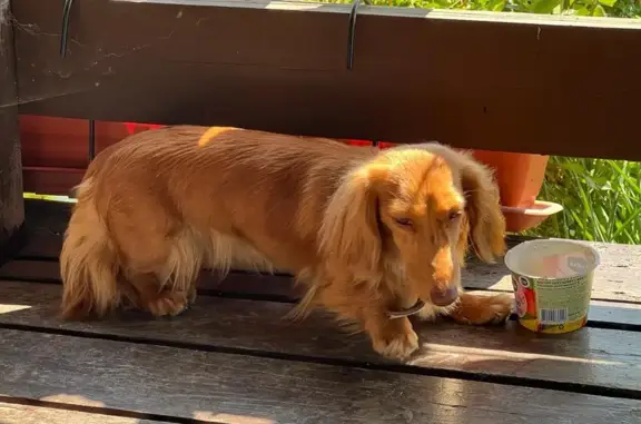 Потерянные животные Москва, фото: Пропала собака на Варшавском шоссе, Лилу, длинношерстная такса