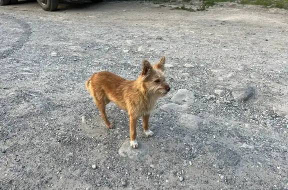 Собаки потеряшки, Москва, фото: Потеряшка собака на Кронштадтском бульваре, Москва