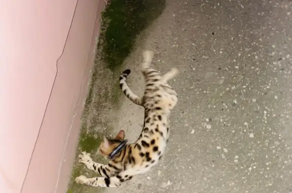 Найден котенок на ул. Войкова, 23, Кострома