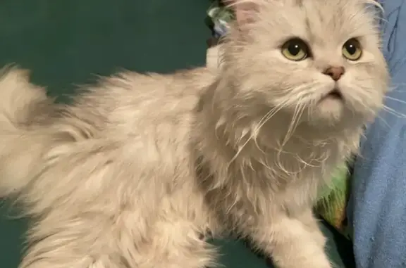 Кошки потеряшки, Оредеж, фото: Потеряшка кошка, ул. 1 Мая, 14А, Оредеж