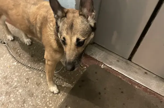 Найдена собака, Москва, фото: Найдена собака с ошейником на Воскресенских Воротах, Москва