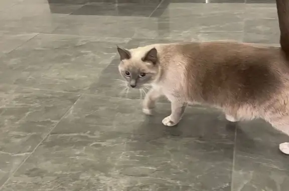 Найдена кошка, Москва, фото: Найдена кошка на Митинской, 28 к4, Москва