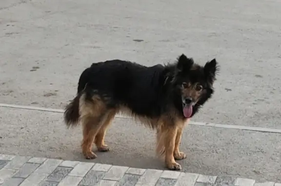 Пропала собака Кобель на Озёрной ул., 49, Новосибирск