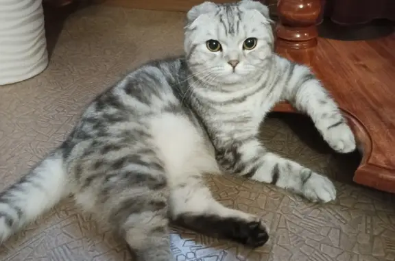 Пропала кошка Шотландец в Воронежской области