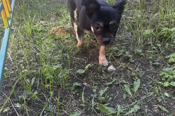 Собака с ошейником найдена в Чите, Шилова, 8А