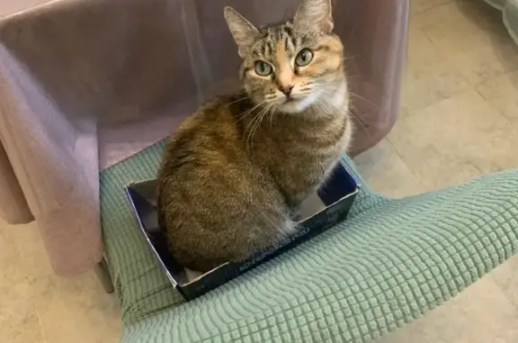 Потерянные животные Москва, фото: Пропала кошка на Загорьевской улице, Москва