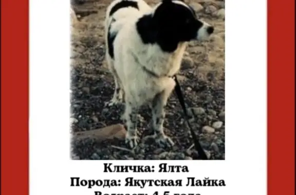 Пропала собака Лайка, Репино - Солнечное